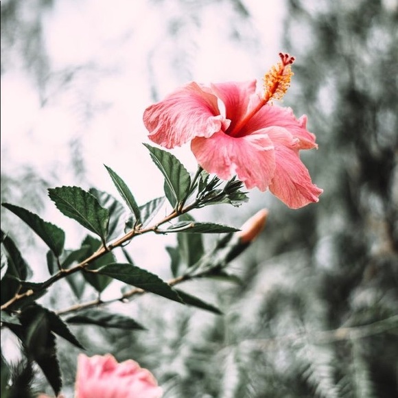 Meet your Posher, Jessalin - Picture 1 of 1